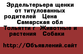 Эрдельтерьера щенки от титулованных родителей › Цена ­ 20 000 - Самарская обл., Тольятти г. Животные и растения » Собаки   